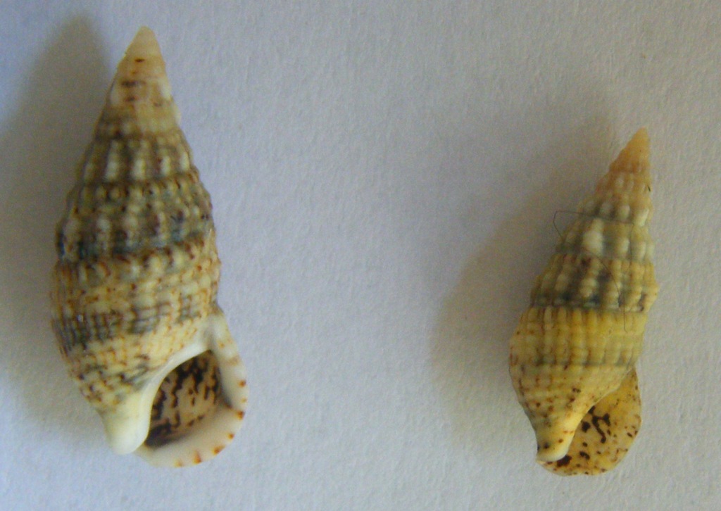 Conferma Cerithium lividulum